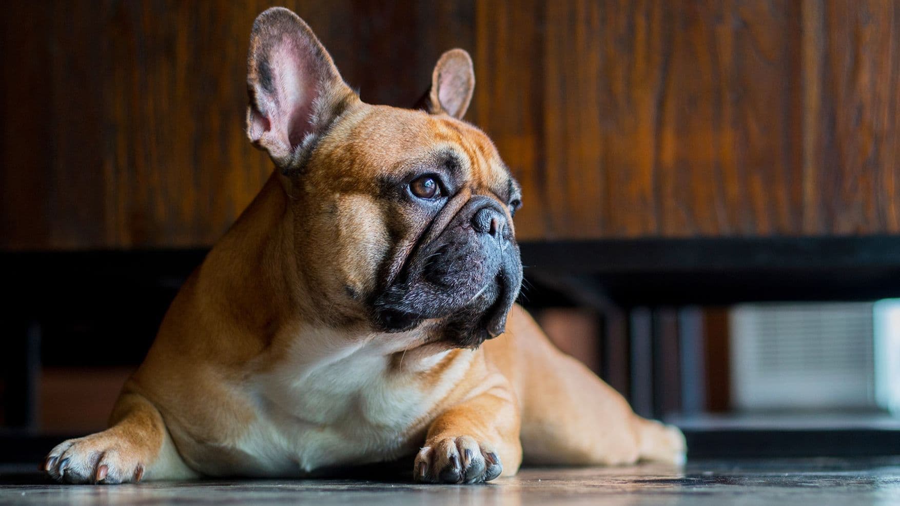 Preventing breathing difficulties and overheating in dogs with BOAS
