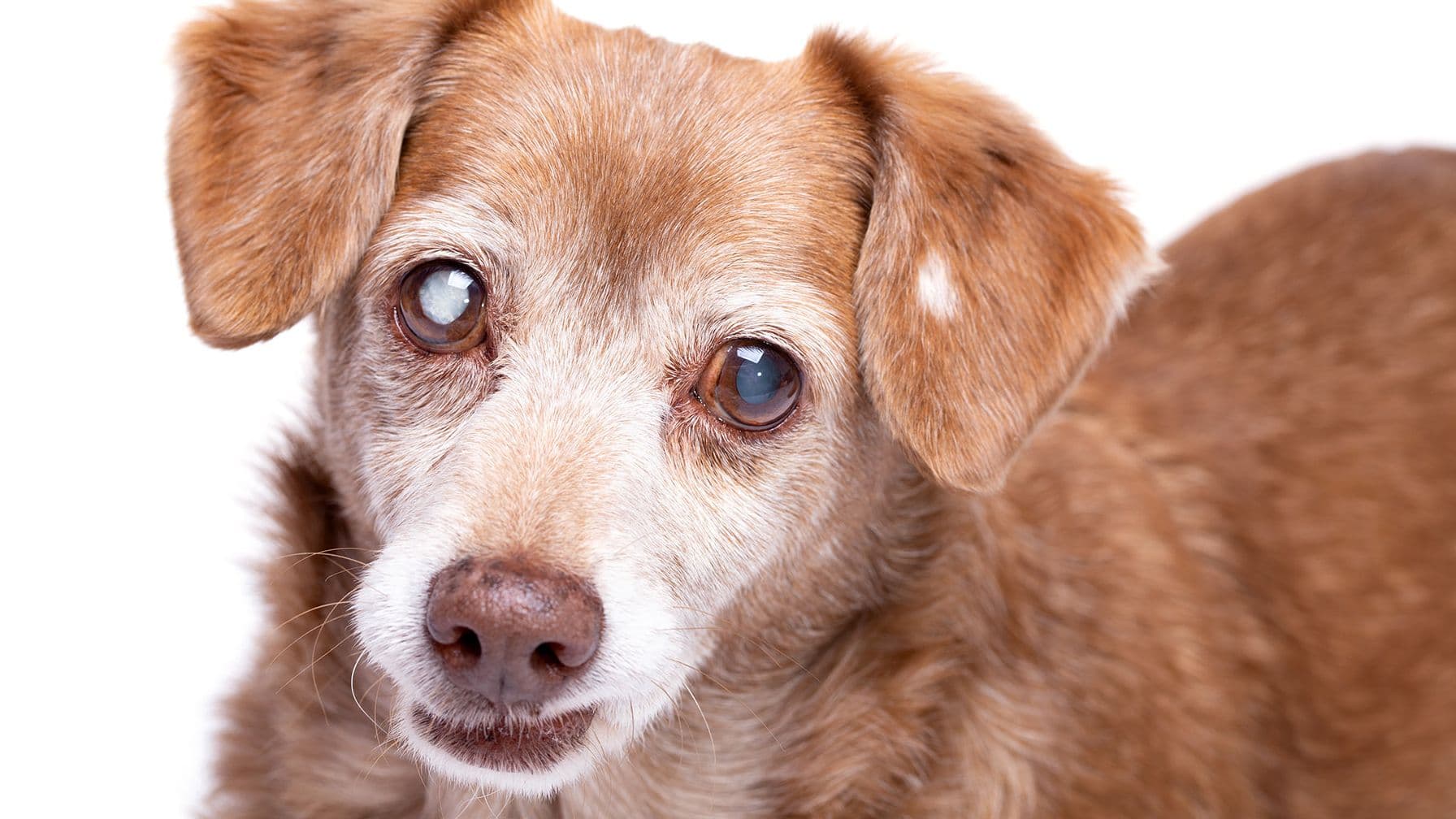 Cataracts in Cats and Dogs