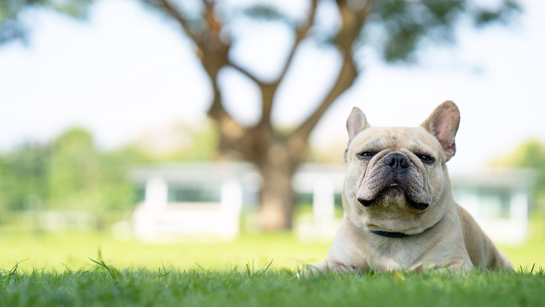 Why dogs with BOAS struggle in hot weather