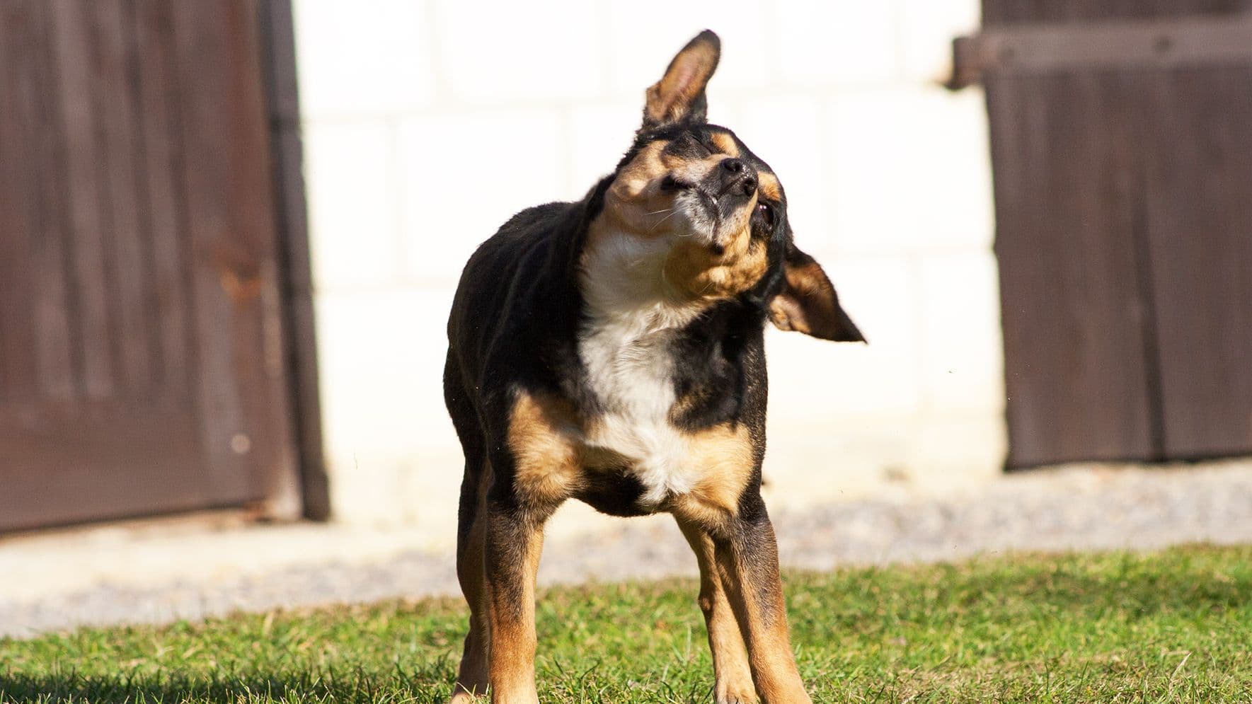 Ear Disease and Infections in Dogs