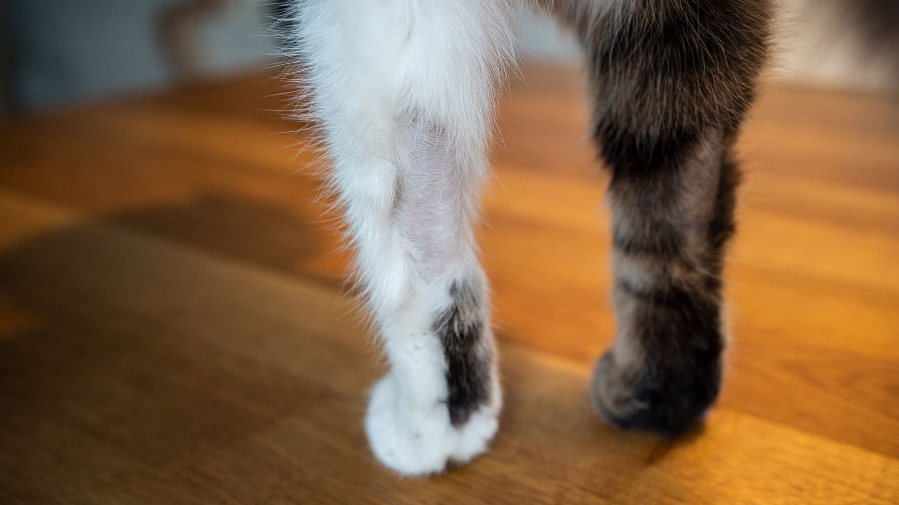 Symptom: Overgrooming in Cats – Why is my cat grooming so much?