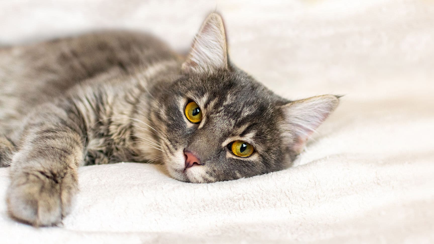 Symptom: Straining to Urinate – Why is my pet struggling to pee?