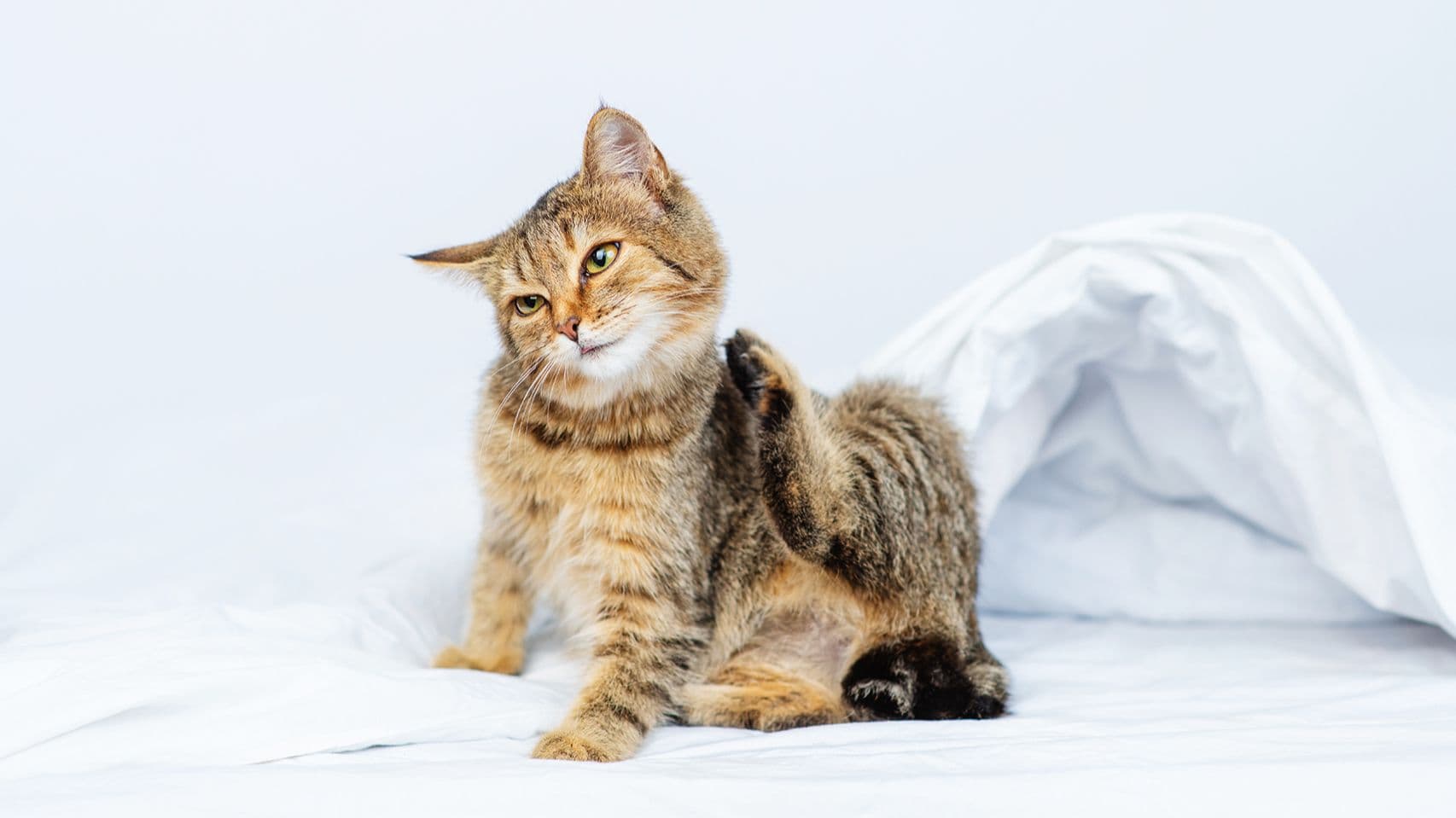 Flea Prevention for Cats and Dogs