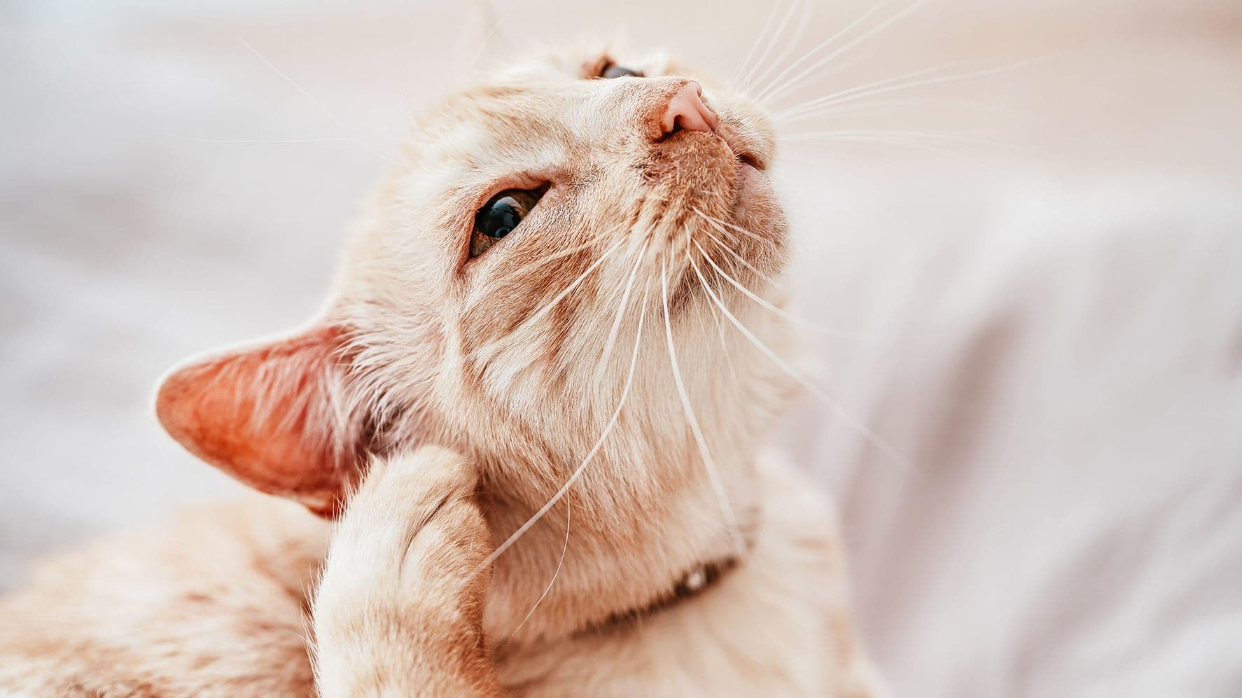Miliary Dermatitis in Cats (Small Scabs and Itchy Skin)