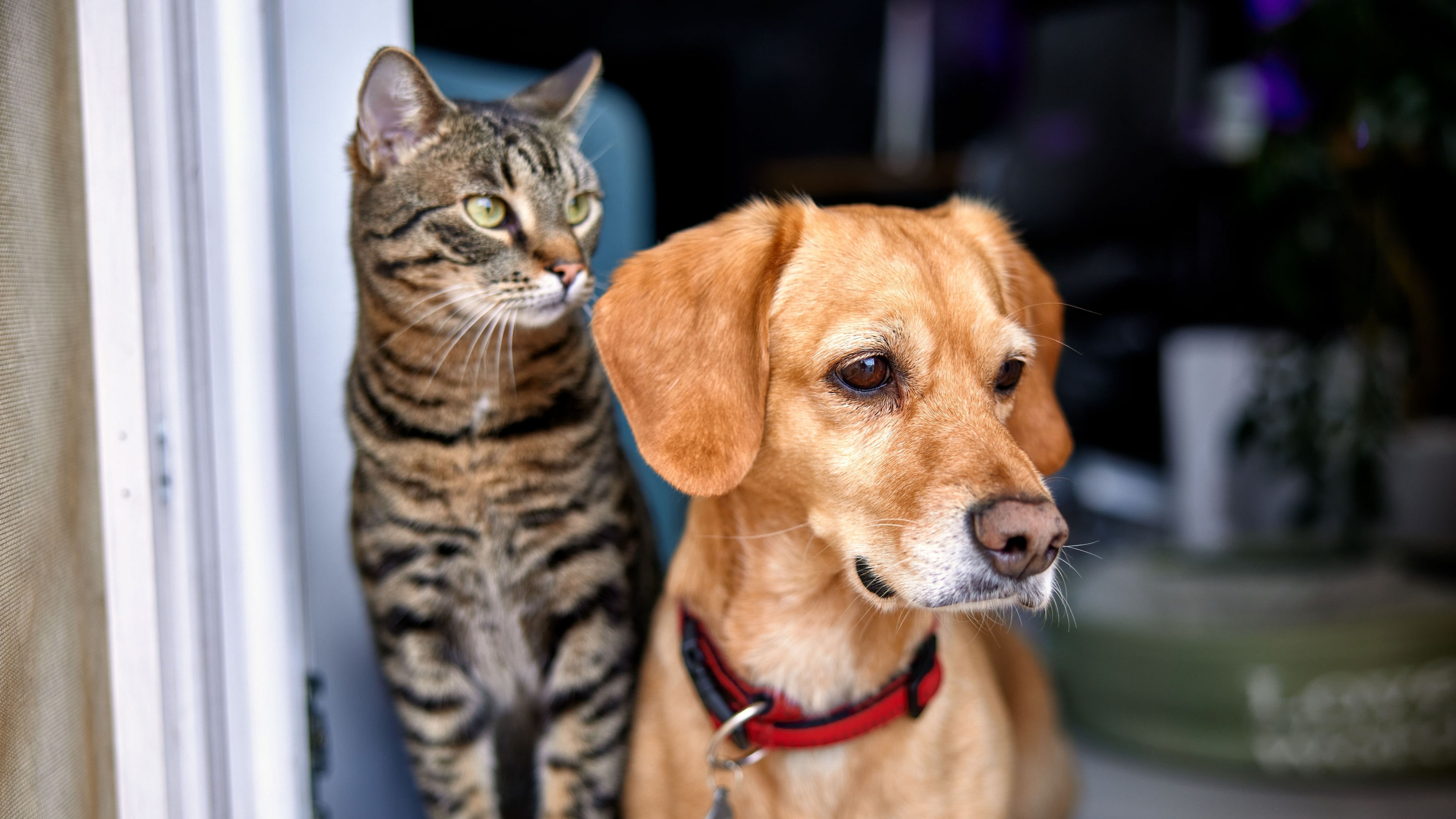 Pet Allergy Testing