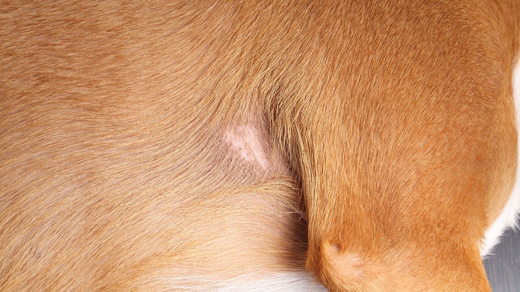 Symptom: Flaky Skin – Why does my pet have flaky skin?