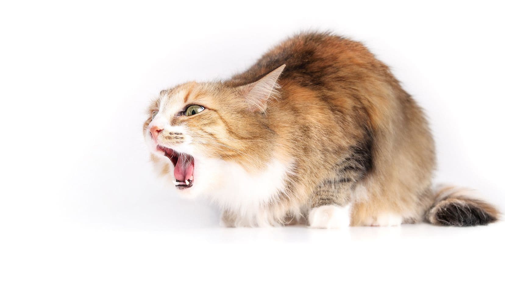 Symptom: Choking or Difficulty Swallowing – When Should I Contact a Vet?