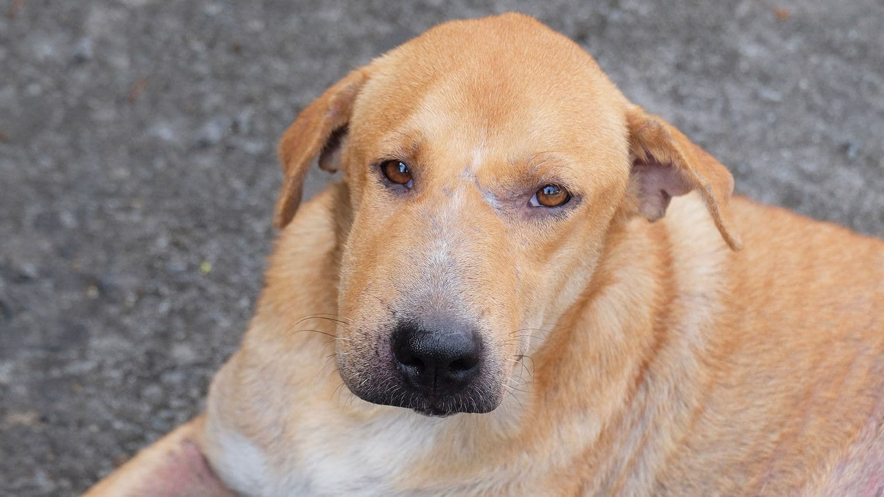 Symptom: Swollen Face – When Should I Contact a Vet?