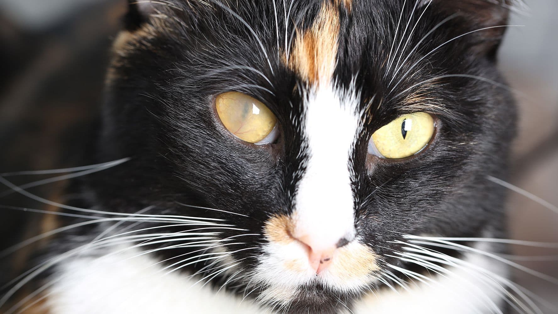 Cataracts in Cats and Dogs