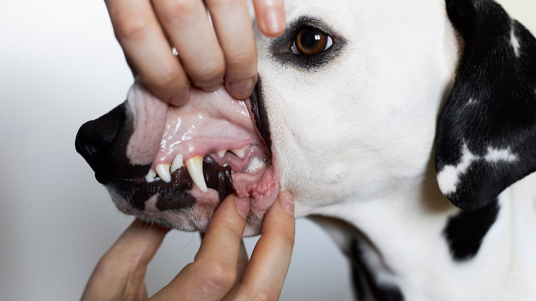 Symptom: Pale Gums - Why does my pet have pale gums?