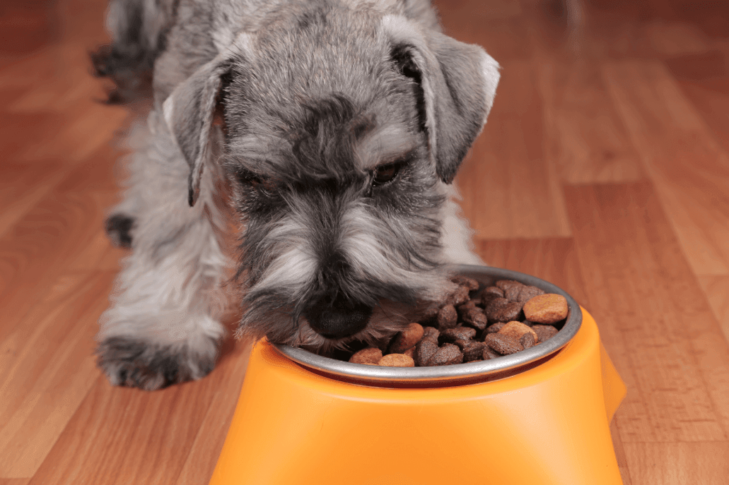 Age-appropriate Nutrition for Dogs