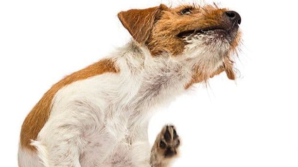 Common Symptoms of Spring and Summer Allergies in Pets