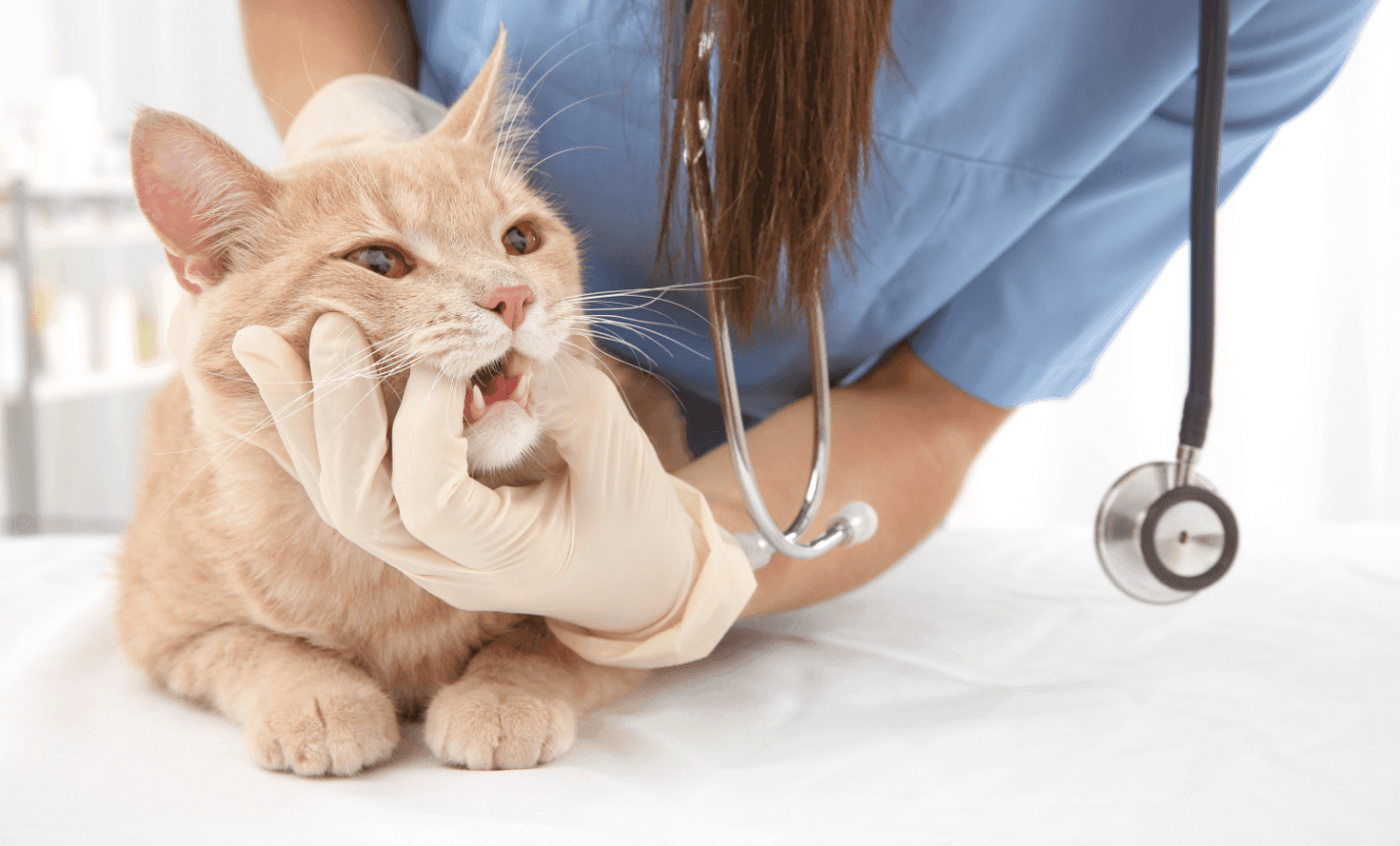 Dental Disease in Cats