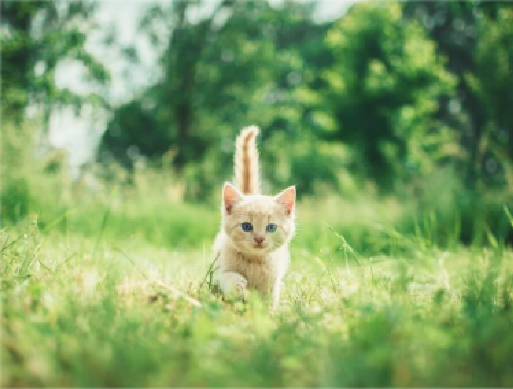 How to be a Sustainable Pet Owner