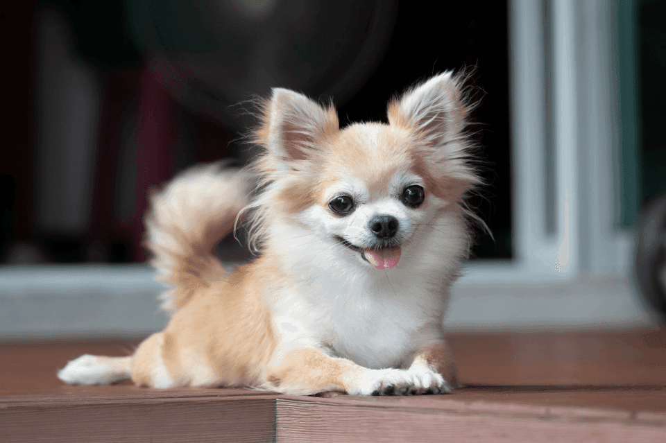 Recycling pet food containers
