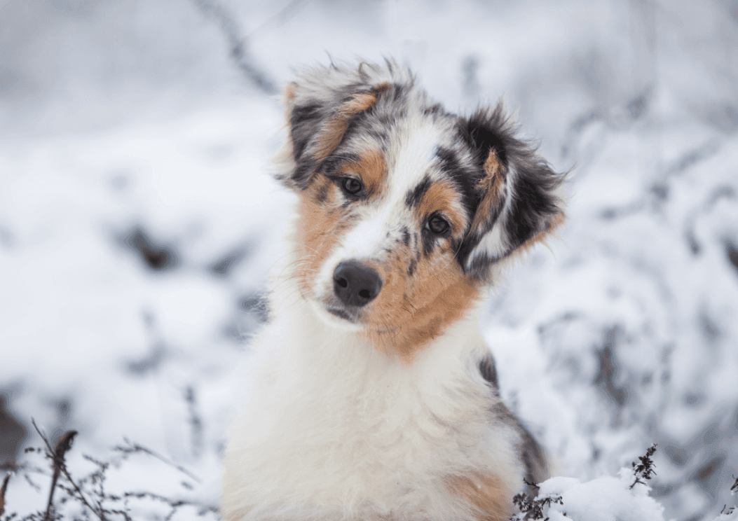 Caring for Your Dog in Winter