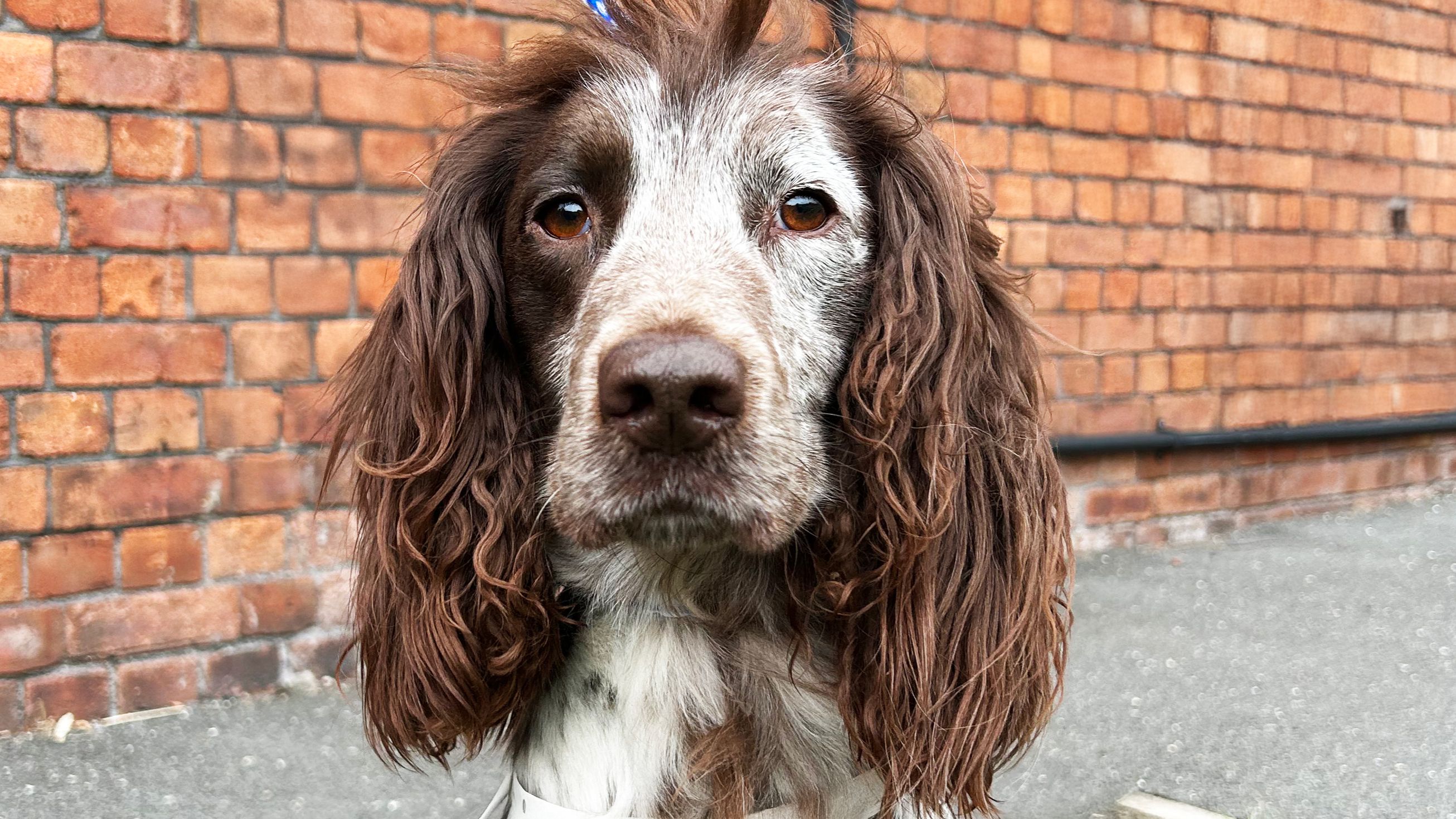 Agatha: Referred for a Fracture Repair
