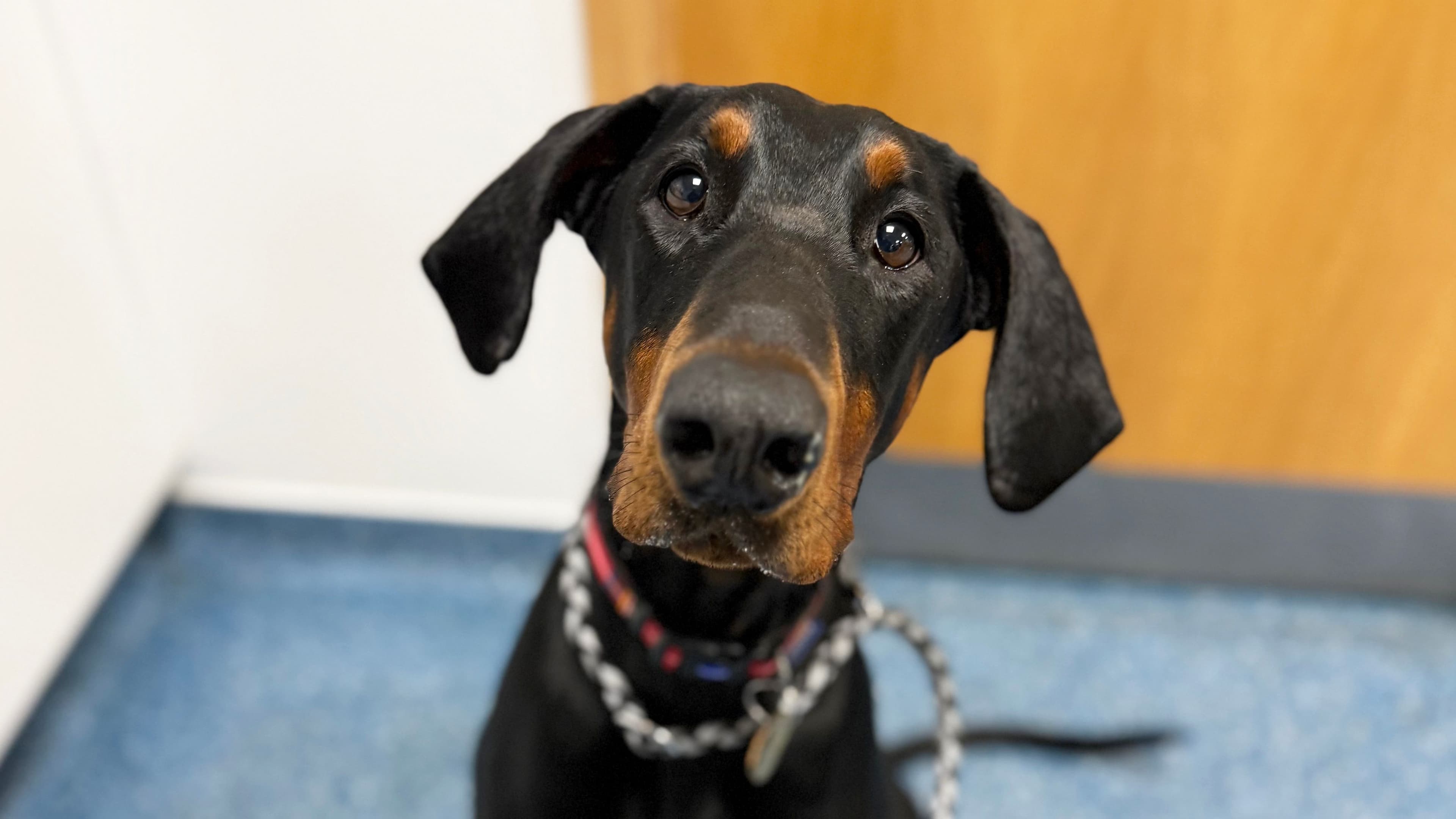 Juju: Emergency Endoscopy at Pet A&E