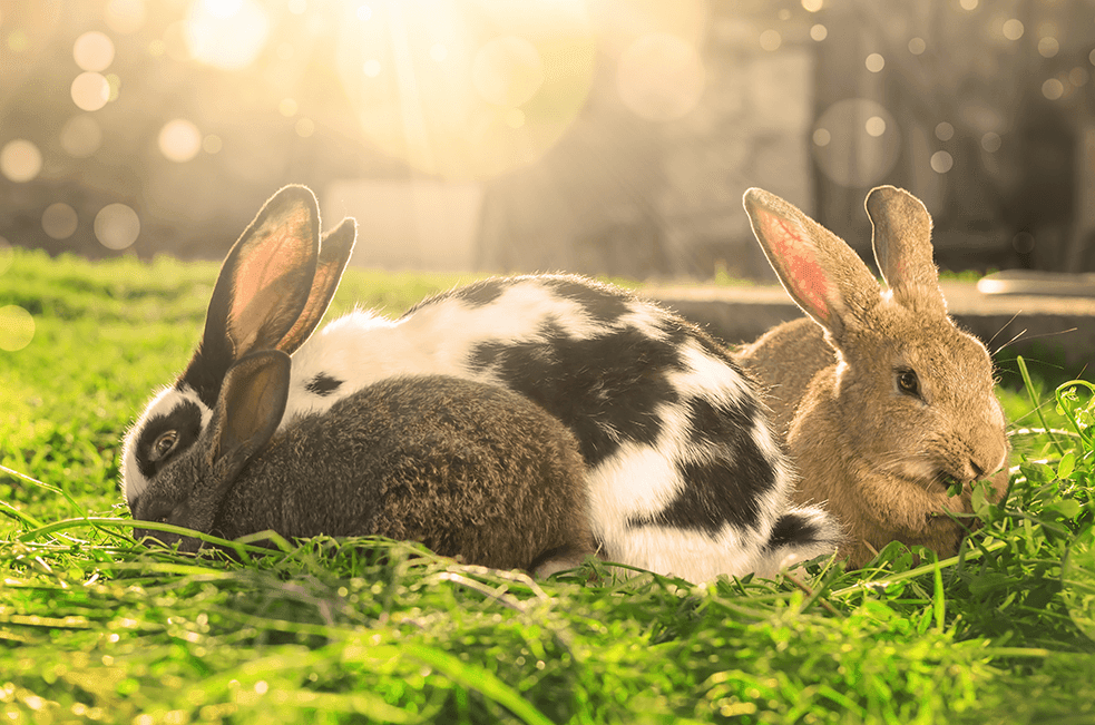 What Can Rabbits Eat?