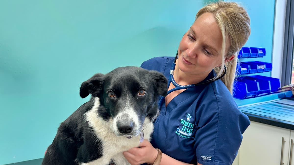 Understanding your veterinary treatment costs