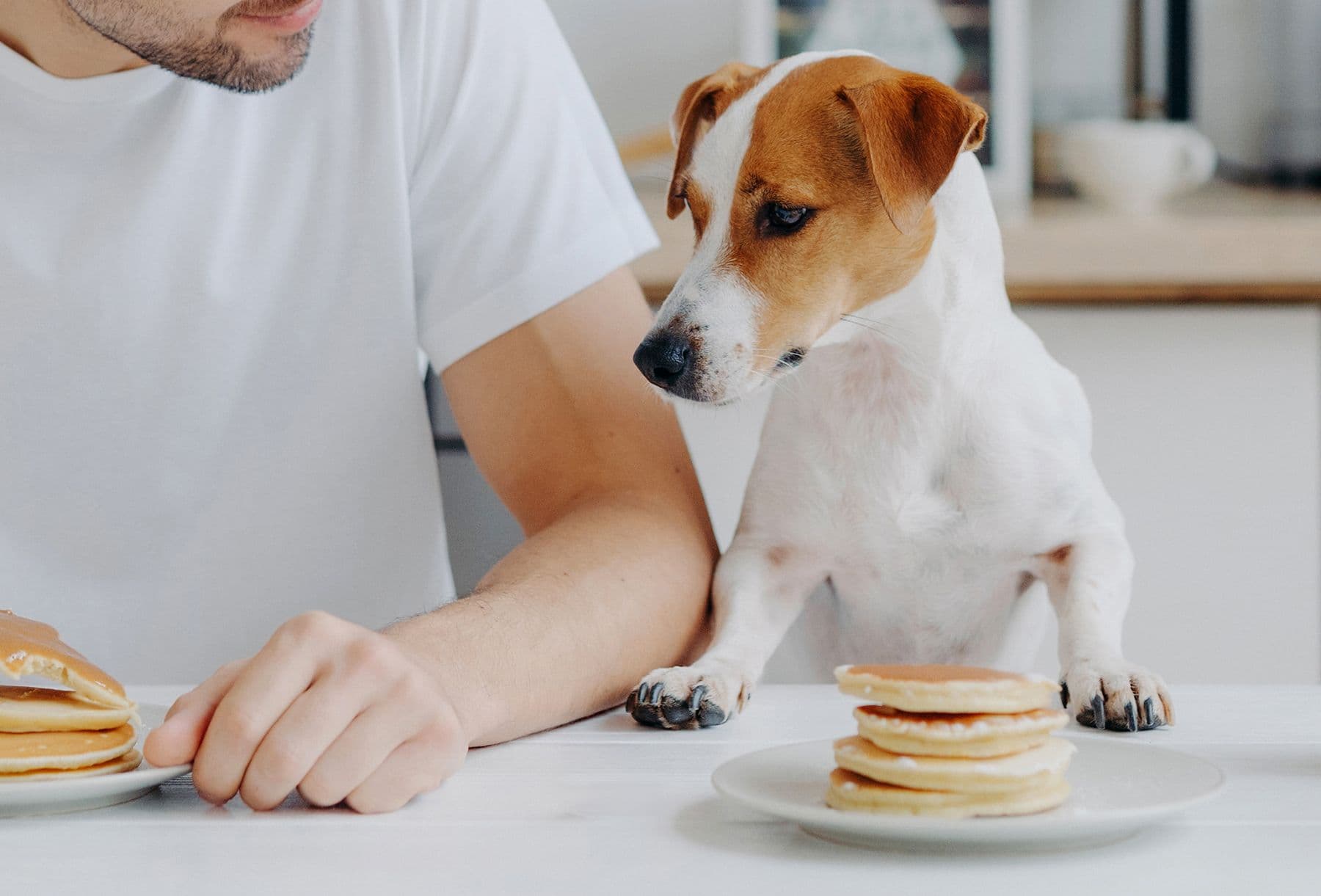 Pet-Friendly Pancakes for Cats and Dogs