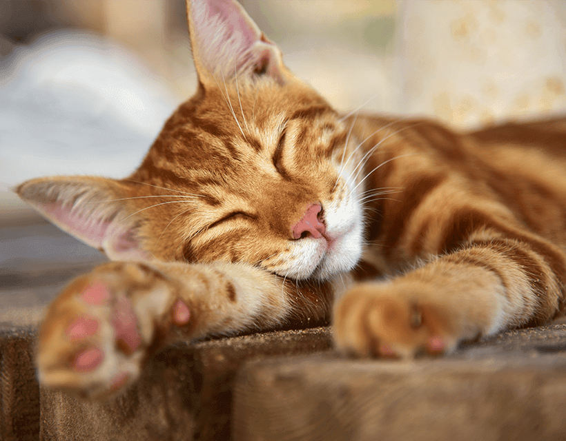 How to Create a Stress-Free Home for Your Cat