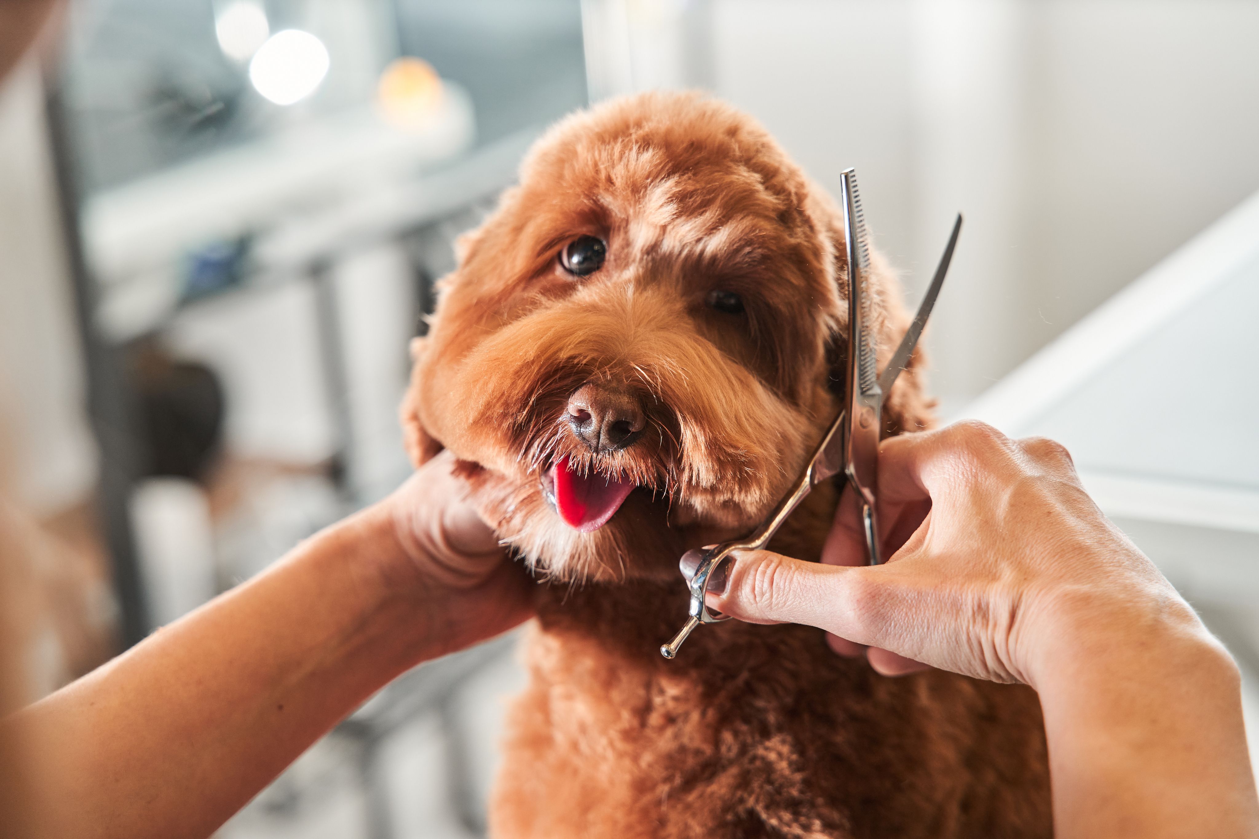 How Often Should You Groom Your Dog?