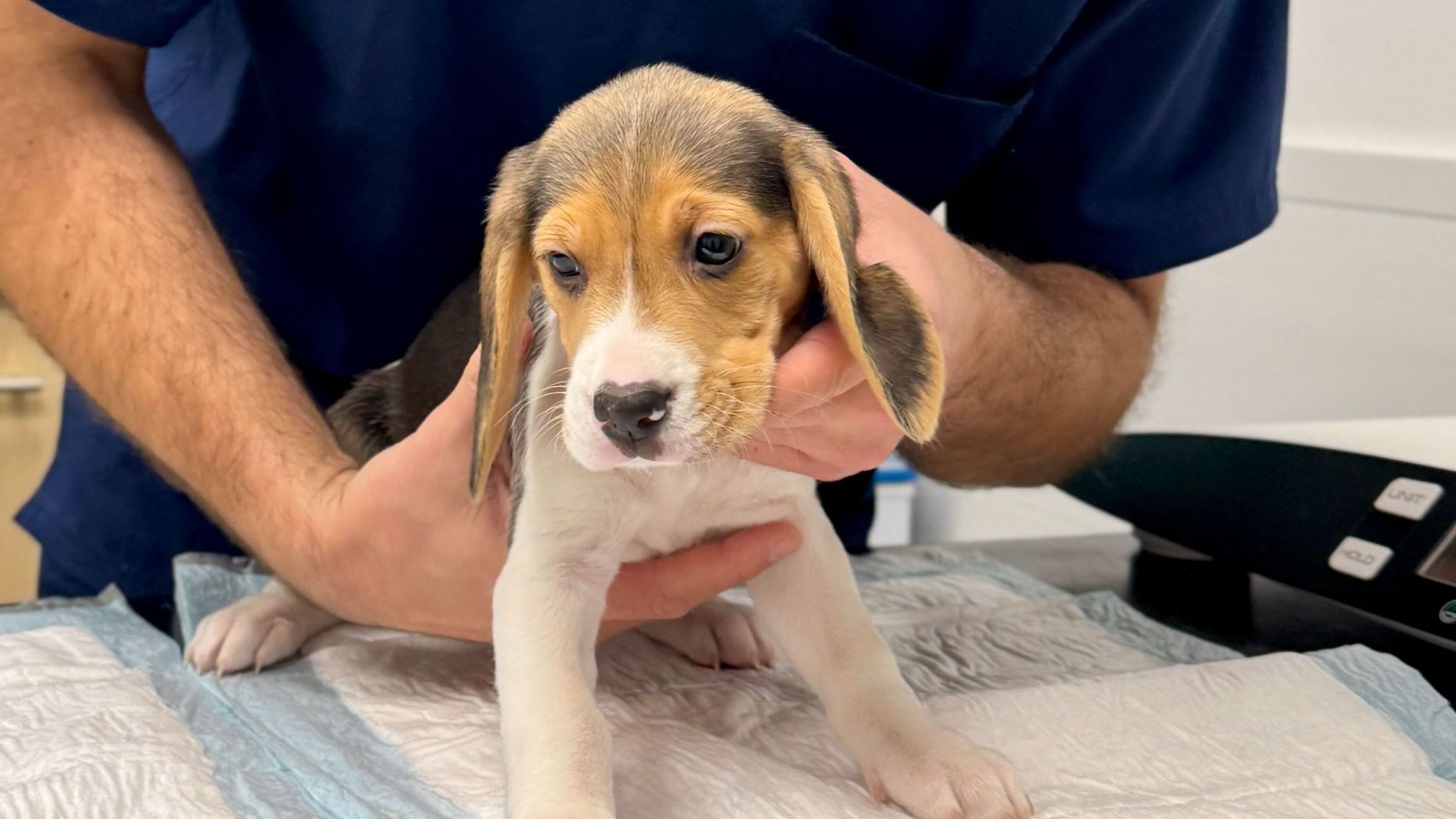 Dog Vaccination Guide