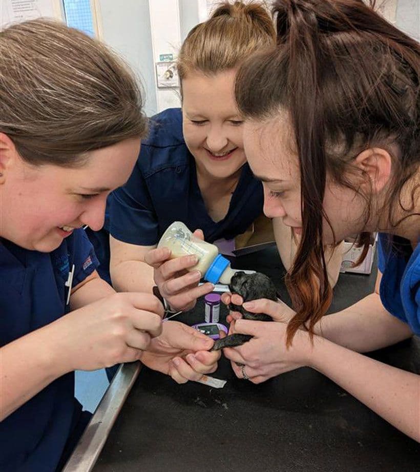 Nurse Apprenticeships
