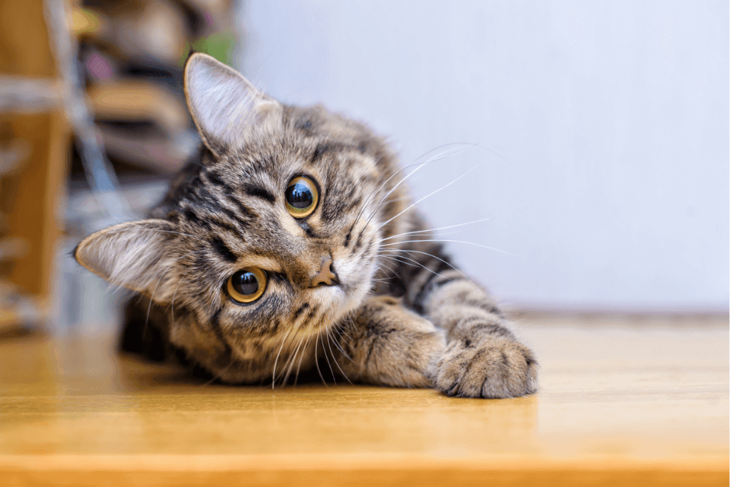 What to Do When Your Cat Is in Heat