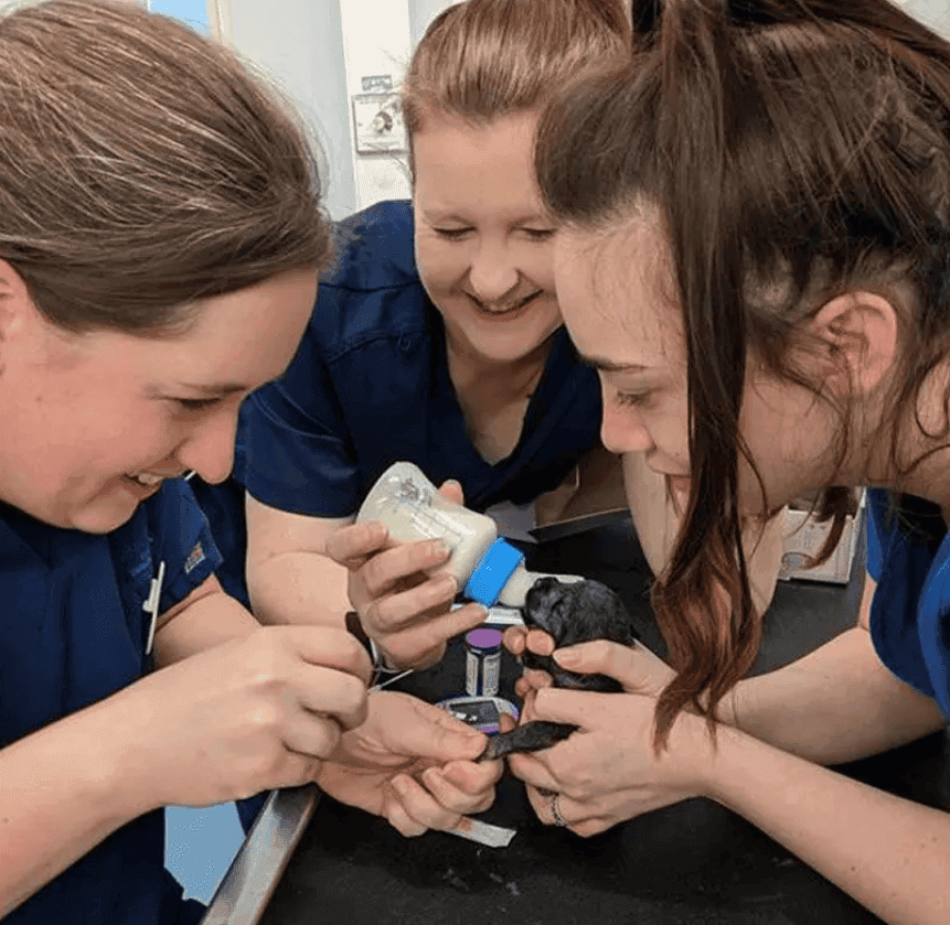 Veterinary Nurse Apprentice