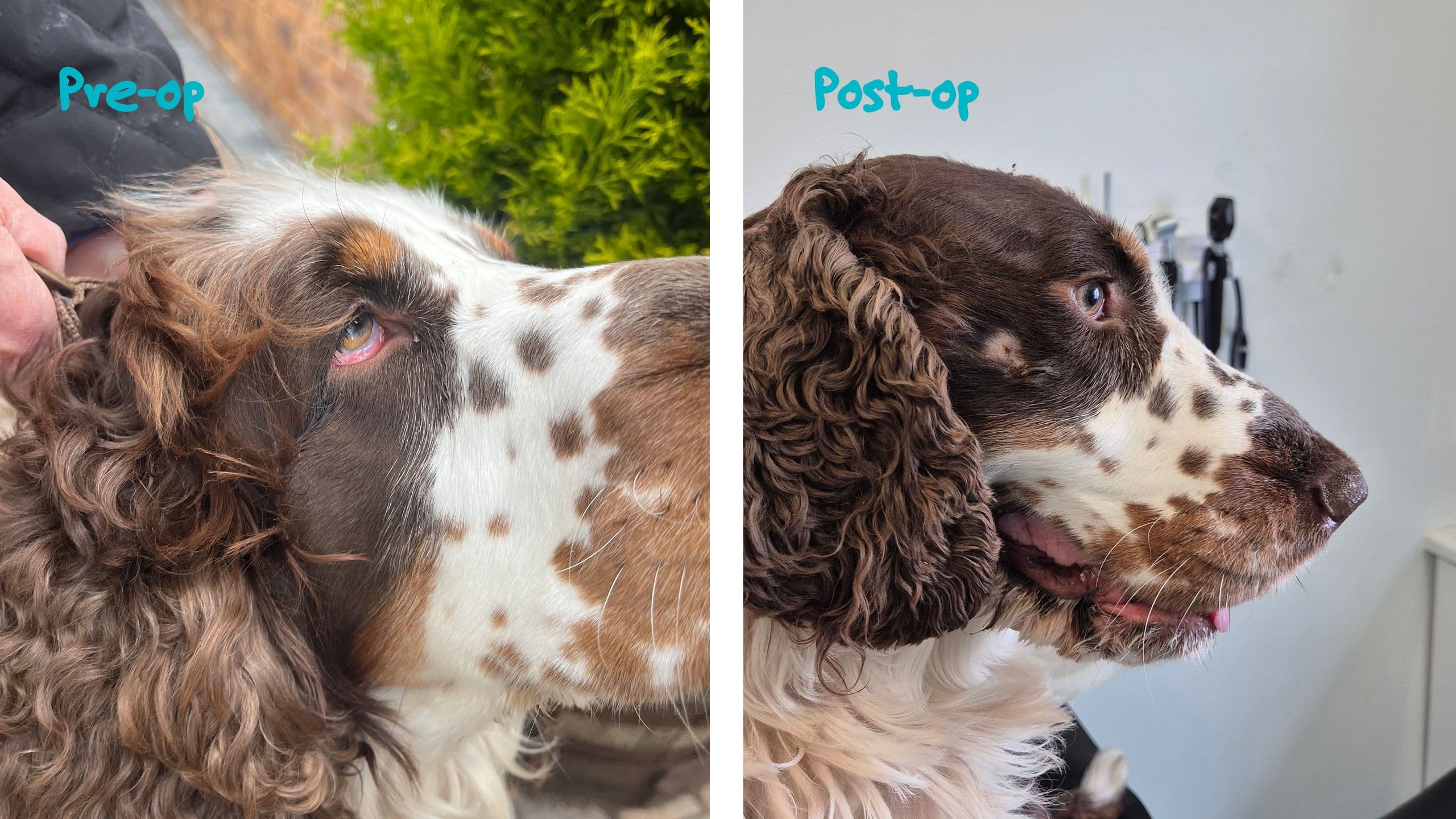 Dog Eye Surgery: Jim's Eye Lift